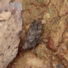 Tetrigidae (family) at Mongarlowe, NSW - 12 Oct 2022