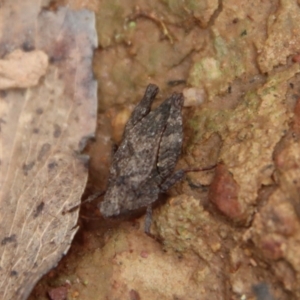 Tetrigidae (family) at Mongarlowe, NSW - 12 Oct 2022