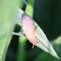 Deroceras sp. (genus) (A Slug or Snail) at Hughes, ACT - 17 Oct 2022 by LisaH