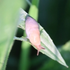 Deroceras sp. (genus) (A Slug or Snail) at Red Hill to Yarralumla Creek - 17 Oct 2022 by LisaH