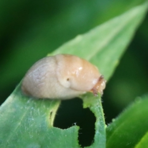 Deroceras species at Hughes, ACT - 17 Oct 2022