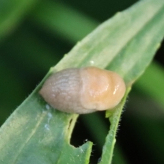 Deroceras sp. (genus) at Hughes, ACT - 17 Oct 2022