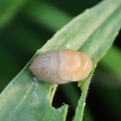 Deroceras species at Hughes, ACT - 17 Oct 2022