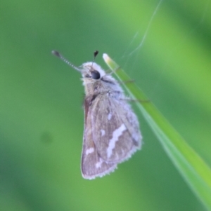 Taractrocera papyria at Hughes, ACT - 16 Oct 2022