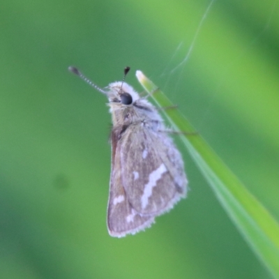 Taractrocera papyria (White-banded Grass-dart) at Red Hill to Yarralumla Creek - 16 Oct 2022 by LisaH