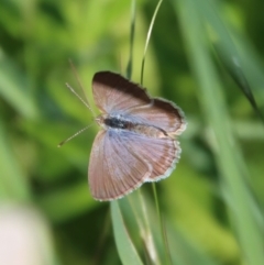 Zizina otis (Common Grass-Blue) at Hughes Grassy Woodland - 16 Oct 2022 by LisaH