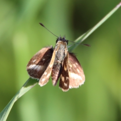 Taractrocera papyria (White-banded Grass-dart) at Hughes Grassy Woodland - 16 Oct 2022 by LisaH