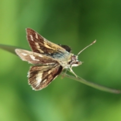 Taractrocera papyria at Hughes, ACT - 16 Oct 2022