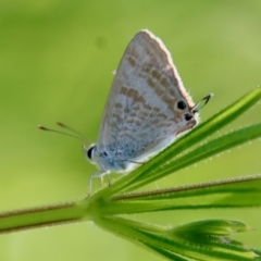 Lampides boeticus (Long-tailed Pea-blue) at Red Hill to Yarralumla Creek - 16 Oct 2022 by LisaH