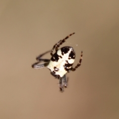 Plebs eburnus (Eastern bush orb-weaver) at Hughes Grassy Woodland - 16 Oct 2022 by LisaH