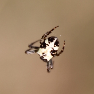 Plebs eburnus (Eastern bush orb-weaver) at Hughes Grassy Woodland - 16 Oct 2022 by LisaH