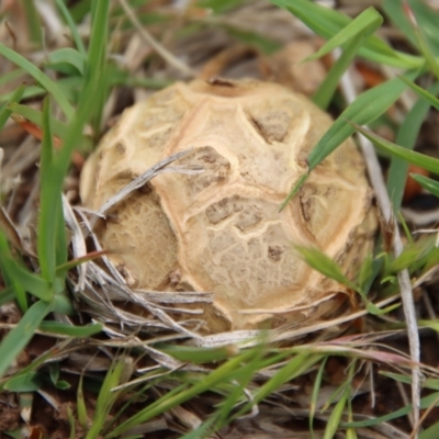 Scleroderma sp. (Scleroderma) at Curtin, ACT - 13 Oct 2022 by LisaH