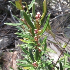 Olearia erubescens (Silky Daisybush) at Rendezvous Creek, ACT - 11 Oct 2022 by sangio7