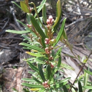 Olearia erubescens at Rendezvous Creek, ACT - 11 Oct 2022