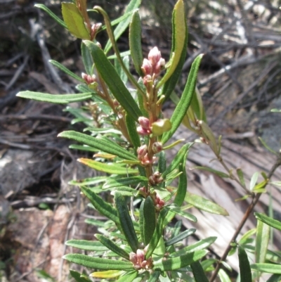 Olearia erubescens (Silky Daisybush) at Rendezvous Creek, ACT - 11 Oct 2022 by sangio7