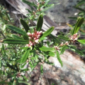 Olearia erubescens at Rendezvous Creek, ACT - 11 Oct 2022