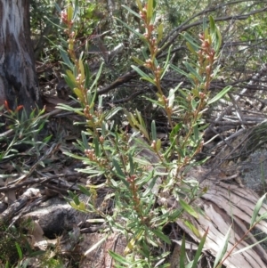 Olearia erubescens at Rendezvous Creek, ACT - 11 Oct 2022