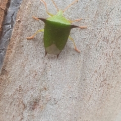 Vitellus sp. (genus) (Spined shield bug) at Mawson, ACT - 14 Oct 2022 by woyapp