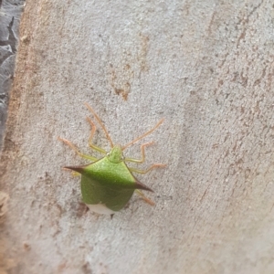 Vitellus sp. (genus) at Mawson, ACT - 14 Oct 2022