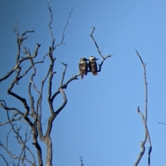 Dacelo novaeguineae (Laughing Kookaburra) at Ettamogah, NSW - 10 Oct 2022 by Darcy