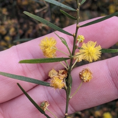 Acacia montana (Mallee Wattle) at Moorwatha, NSW - 11 Oct 2022 by Darcy