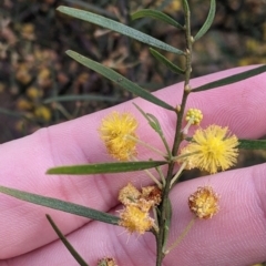 Acacia montana at Moorwatha, NSW - 11 Oct 2022