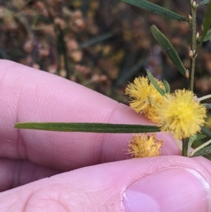 Acacia montana at Moorwatha, NSW - 11 Oct 2022