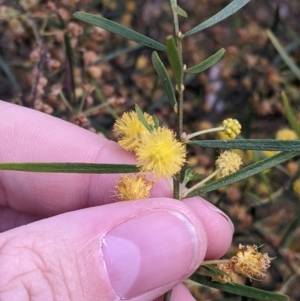 Acacia montana at Moorwatha, NSW - 11 Oct 2022