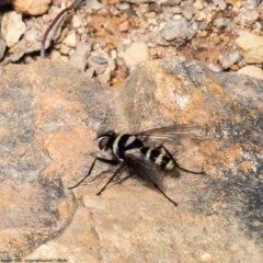 Trigonospila sp. (genus) (A Bristle Fly) at Black Mountain - 17 Oct 2022 by Roger