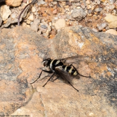 Trigonospila sp. (genus) (A Bristle Fly) at Black Mountain - 16 Oct 2022 by Roger