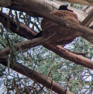 Corcorax melanorhamphos at Brocklesby, NSW - suppressed