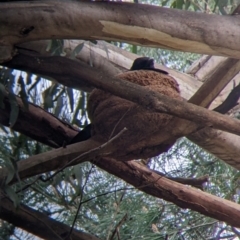 Corcorax melanorhamphos at Brocklesby, NSW - suppressed