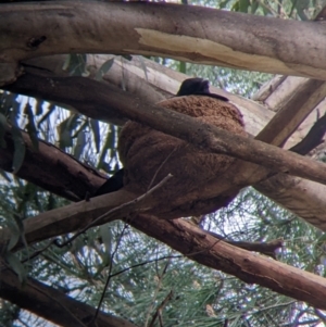 Corcorax melanorhamphos at Brocklesby, NSW - suppressed