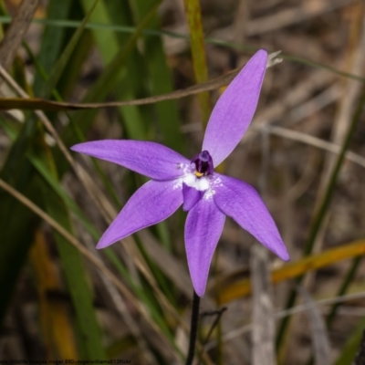 Glossodia major (Wax Lip Orchid) at Bruce, ACT - 16 Oct 2022 by Roger