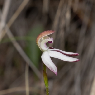Caladenia moschata (Musky Caps) at Black Mountain - 16 Oct 2022 by Roger