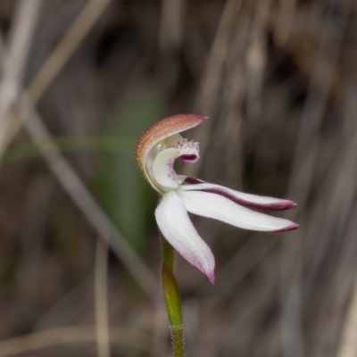 Caladenia moschata (Musky Caps) at Bruce, ACT - 17 Oct 2022 by Roger