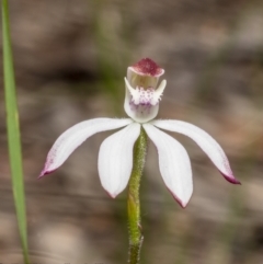 Caladenia moschata at Bruce, ACT - 17 Oct 2022