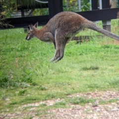 Notamacropus rufogriseus (Red-necked Wallaby) at Nariel Valley, VIC - 15 Oct 2022 by Darcy