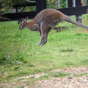 Notamacropus rufogriseus at Nariel Valley, VIC - suppressed