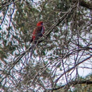 Platycercus elegans at Nariel Valley, VIC - suppressed