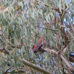 Platycercus elegans at Nariel Valley, VIC - suppressed