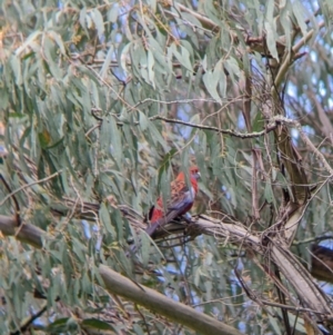 Platycercus elegans at Nariel Valley, VIC - 15 Oct 2022