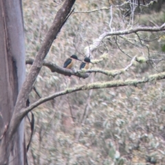 Todiramphus sanctus (Sacred Kingfisher) at Nariel Valley, VIC - 15 Oct 2022 by Darcy