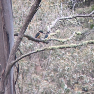 Todiramphus sanctus at Nariel Valley, VIC - 15 Oct 2022 11:15 AM