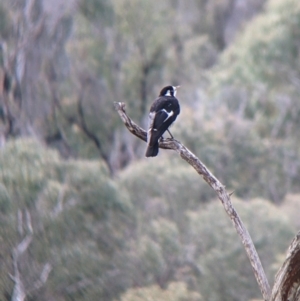 Grallina cyanoleuca at Nariel Valley, VIC - 15 Oct 2022 11:20 AM