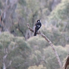 Grallina cyanoleuca (Magpie-lark) at Nariel Valley, VIC - 15 Oct 2022 by Darcy