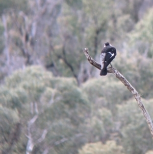 Grallina cyanoleuca at Nariel Valley, VIC - 15 Oct 2022 11:20 AM