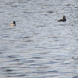 Podiceps cristatus at Colac Colac, VIC - suppressed