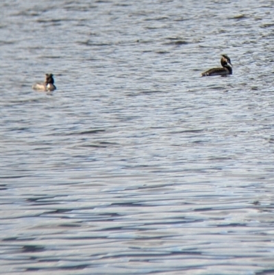 Podiceps cristatus (Great Crested Grebe) at Colac Colac, VIC - 15 Oct 2022 by Darcy