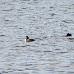 Podiceps cristatus at Colac Colac, VIC - suppressed